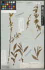 Foto von Salix alba subsp. vitellina (L.) Arcang.